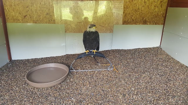 Kielder Water Bird Of Prey Centre