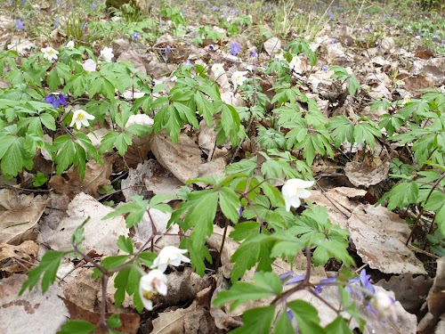 Zigmantiškių akmuo su "Marijos pėda"
