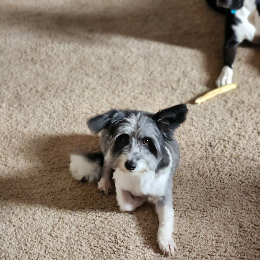 Sudol's Boarding & Grooming - Thumbnail