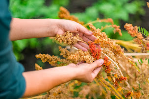 Photo n°28 de La Ferme de Paris à Paris (Ferme bio)