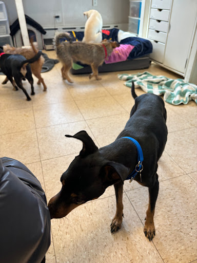 petRescue