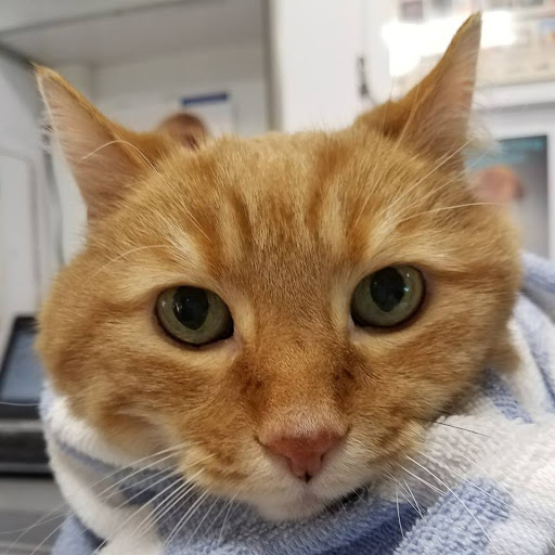 Healthy Pet Mobile Vet - Thumbnail