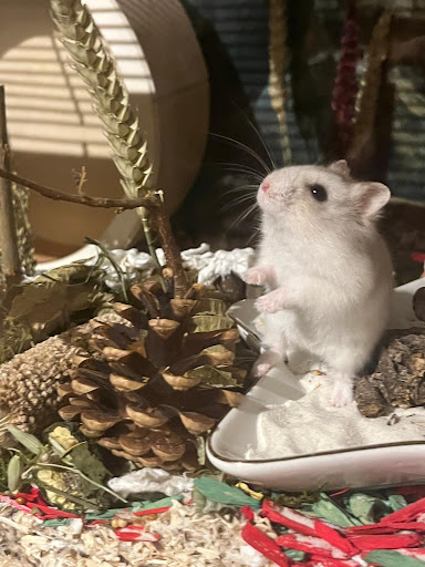 DRD Knaagdierwinkel.nl - Thumbnail