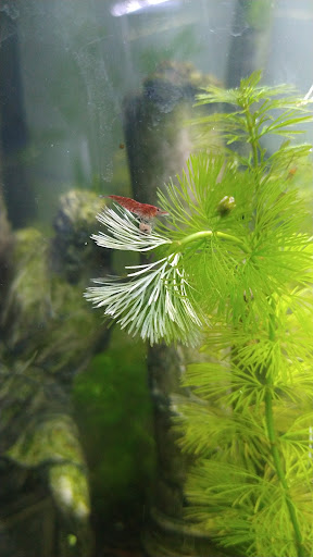 Acuario JMC Gallery - Mexico