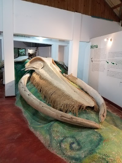 Photos of Whale Museum of Samana / Nature Center