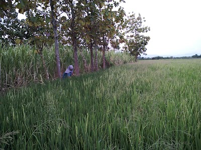 Photos of Rembang
