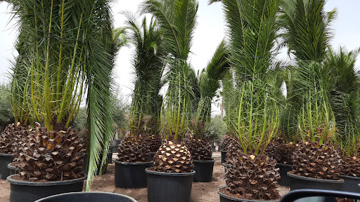 Viveros Lozoya - Foto 1