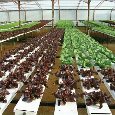 Photos of Knox Community College