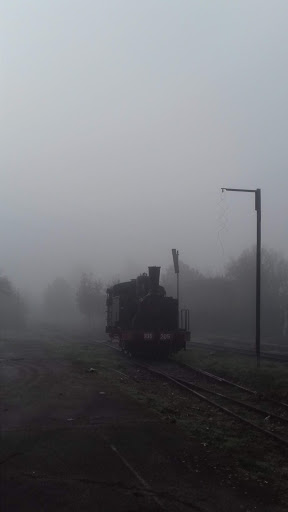 Polla - Visual
