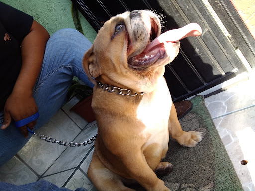 Veterinaria Sergio Jacobo
