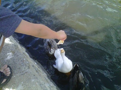 ElEstero DUCK Parking LOT