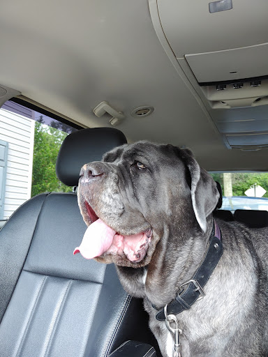 Salem Veterinary Services - Thumbnail