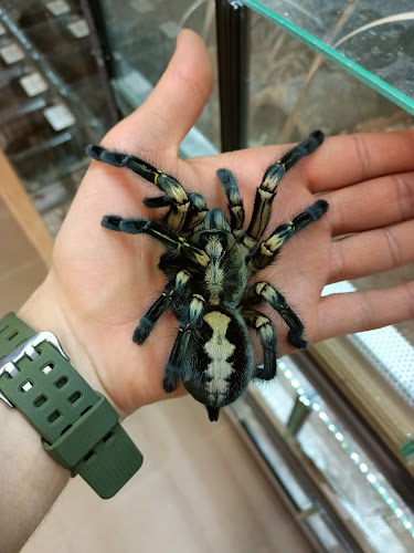 Comentarii opinii despre SPIDER LUBLIN sklep terrarystyczny