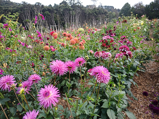 Apollo Farm NZ