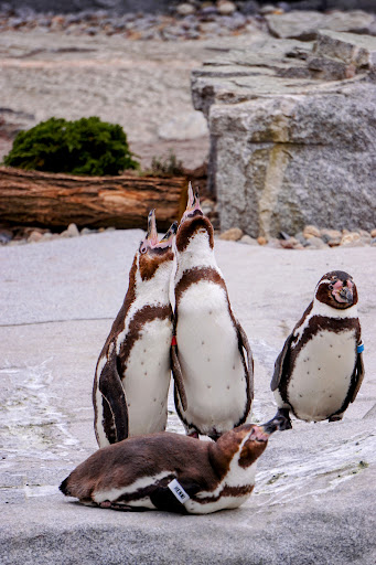 Luisenpark Streichel Zoo - Thumbnail