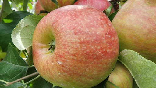 Paradise Pointe Orchard - Thumbnail