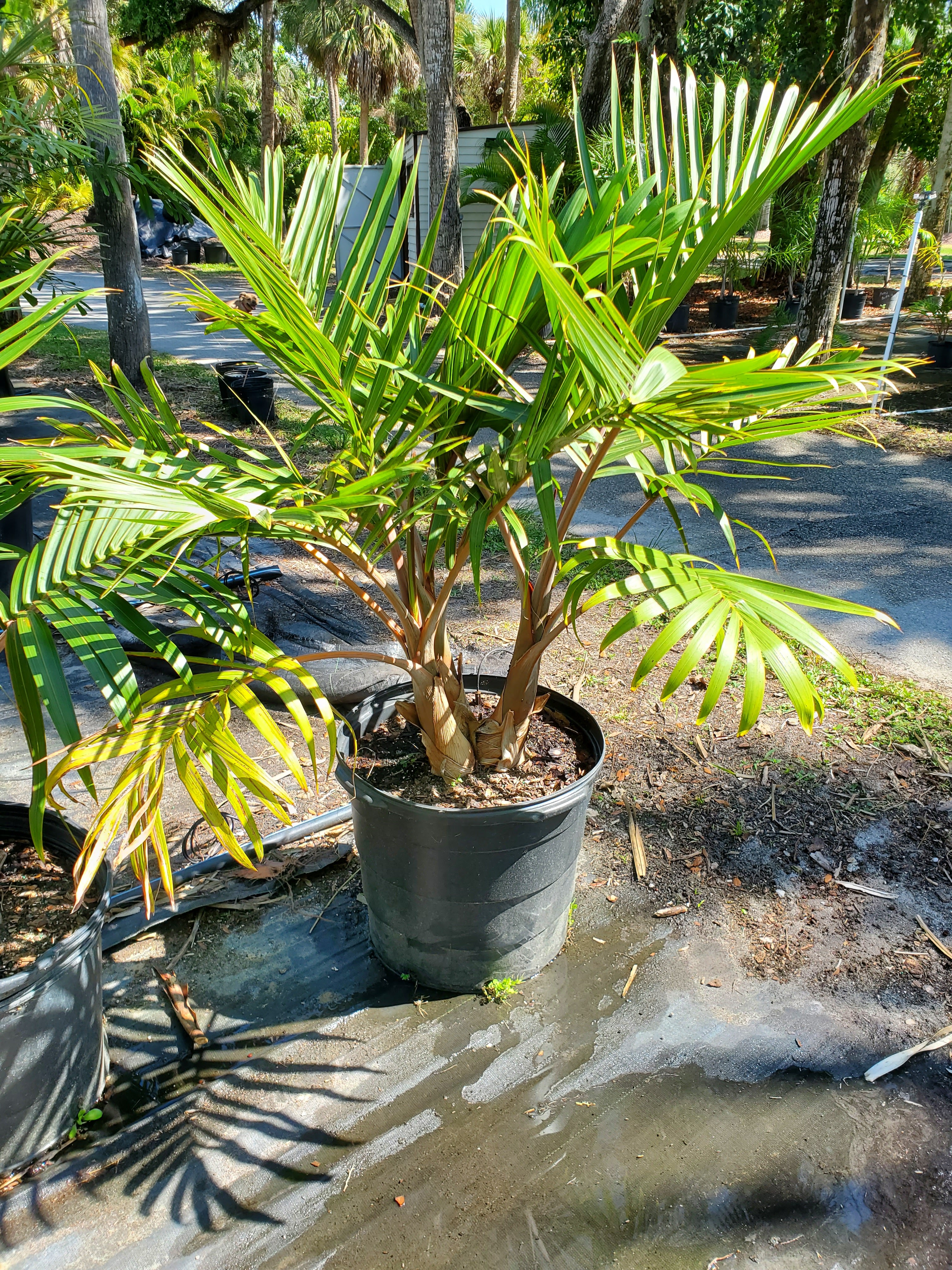 Palm Tree Nursery