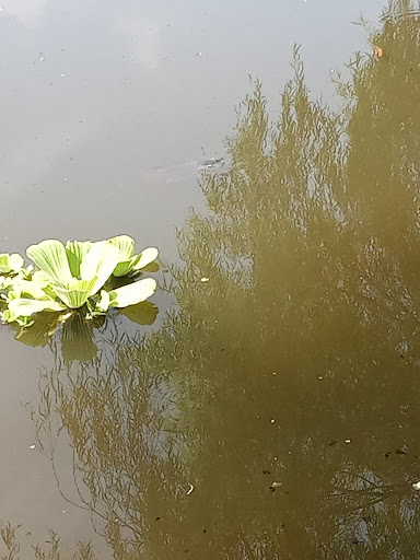 Laguna la Espumosa Gallery - Mexico