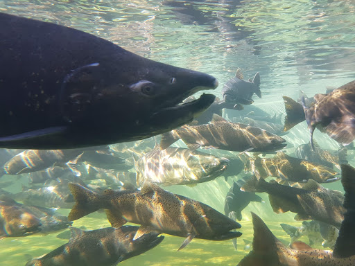Puntledge River Hatchery - Thumbnail