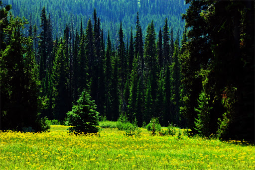 Packer Meadows - Visual