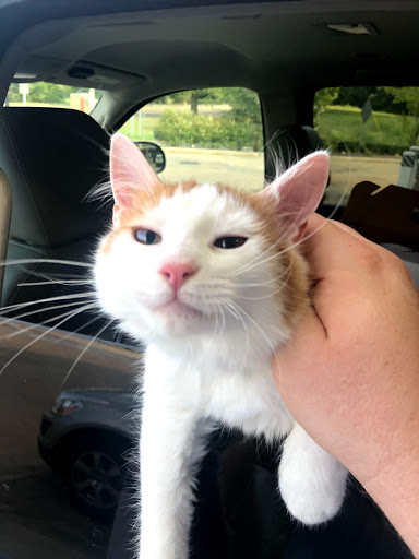 Mississippi Animal Rescue - Thumbnail