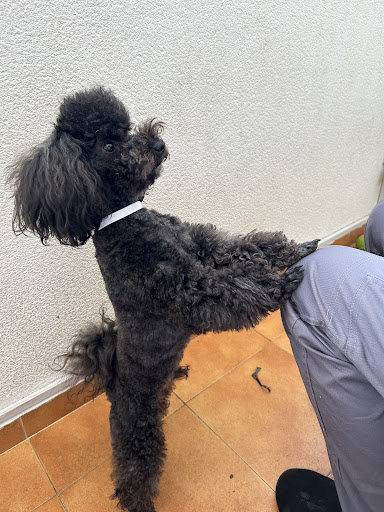 Botiga i Perruqueria canina i felina Mauri - Thumbnail