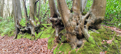 Polecat Copse