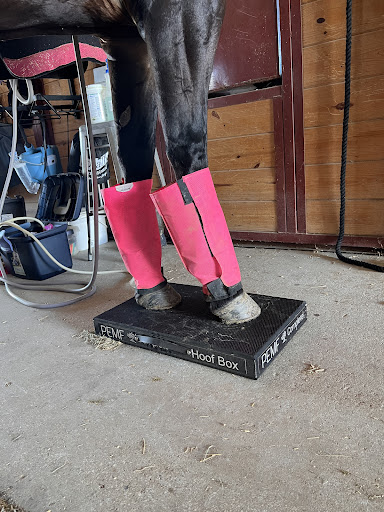 Equine Edge Body Balance - Thumbnail