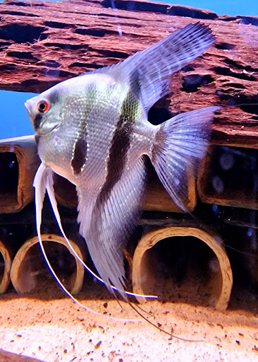 Easy Tropical Fish Ltd - Thumbnail