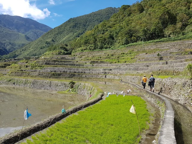 Banaue Rice Terraces