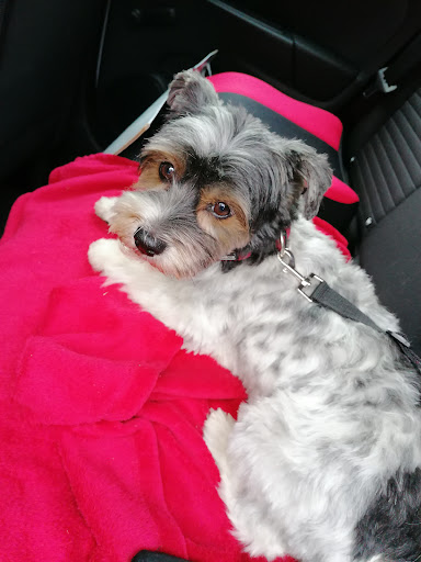Daniel's Hundesalon