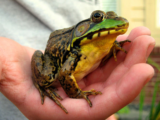 Hands On Nature Inc