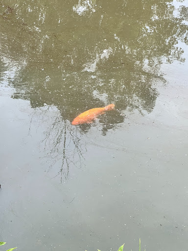 Mere Pond - Visual