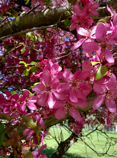 Greentree Park - Thumbnail