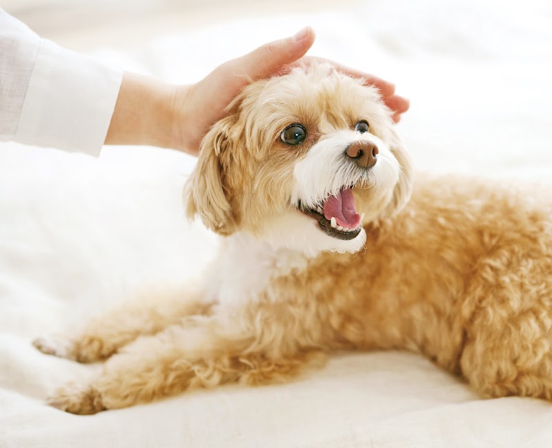 ペットパラダイスビューティ横浜元町店