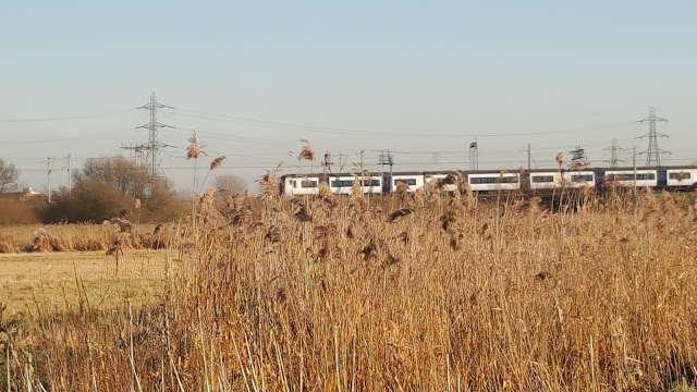 Walthamstow Marshes