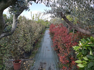 Photo n°22 de Thomas le jardinier à Portet-sur-Garonne (Pépinière)