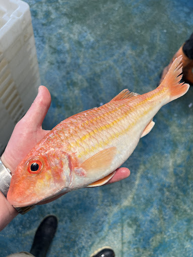 Whitfish Ltd - Visual