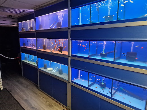 Easy Tropical Fish Ltd - Thumbnail