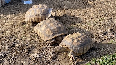 Little Ponderosa Zoo and Rescue