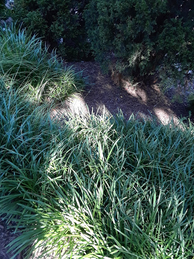 Temple Square Park - Visual