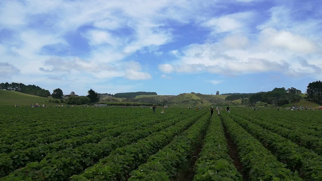 Reviews of Sweet Red Strawberries in Helensville - Other