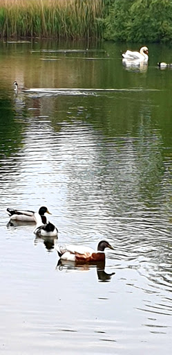 Bluebell Drive Park - Thumbnail