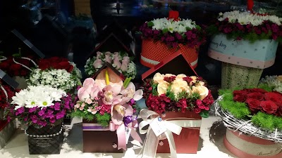 Photos of Sakura Flower & Design