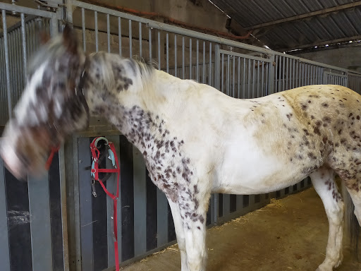Riding school of Gohelle - Thumbnail