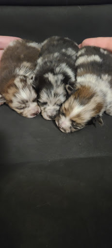Bella Luna Pomeranians - Thumbnail