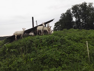 Photos of Konju m&otilde;is
