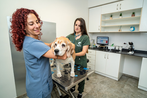 MayVet Policlínica Veterinaria