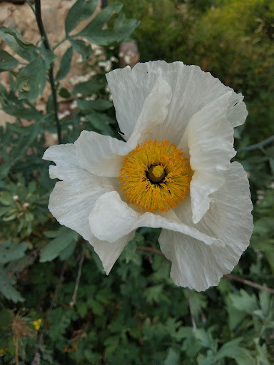 Photo de Jardin des Alpes à Vinay (38470)