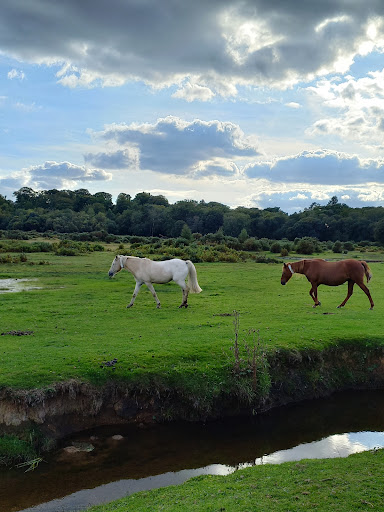 New Forest - Visual